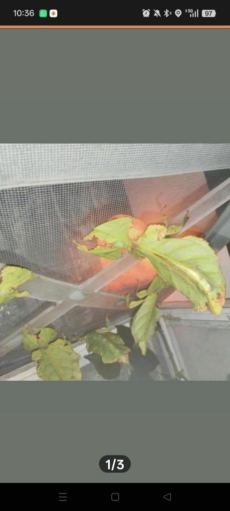 Psg 72 phyllium gigantium eitjes en nimfen