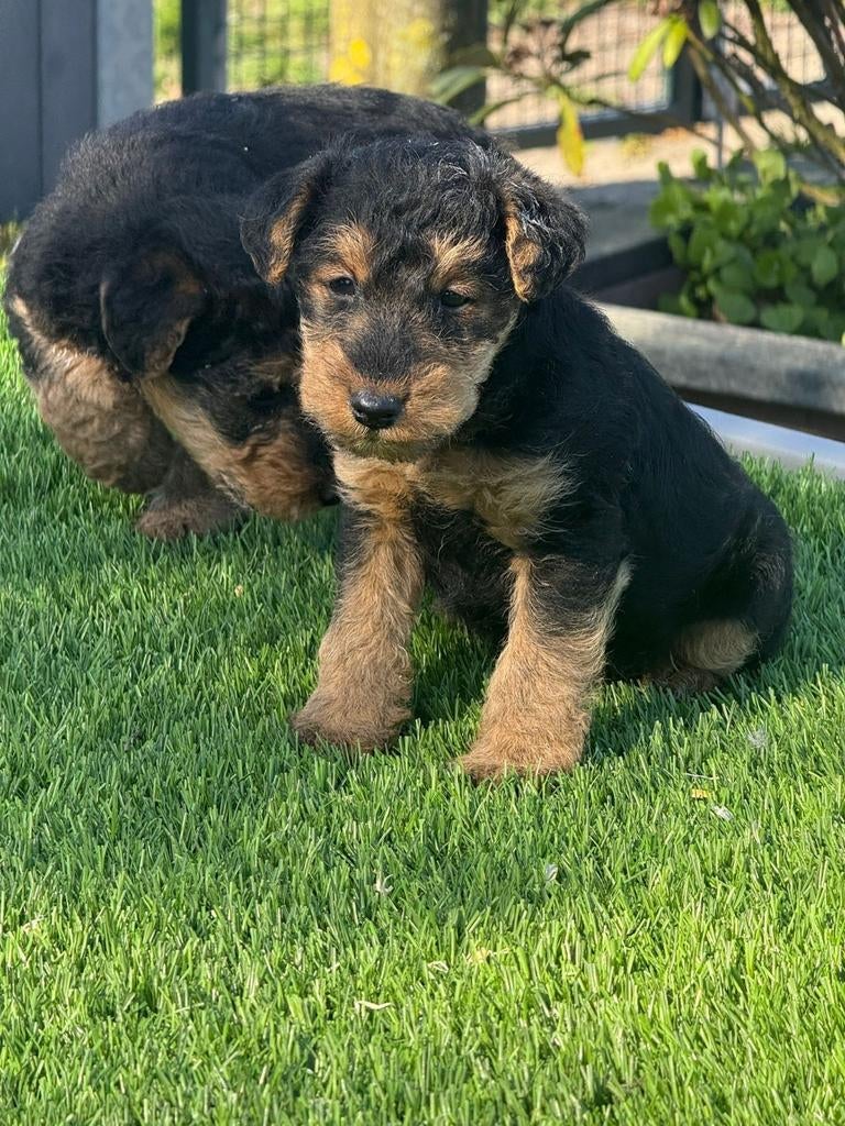 Te koop mooie welsh terriër pups (welsch) geen fox terrier, Parvo, Nederland, Overige rassen, 8 tot 15 weken