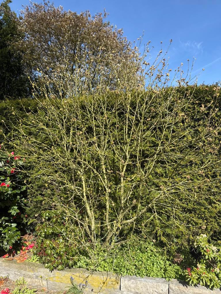 Hibiscus, Overige soorten, Lente, 250 tot 400 cm, Ophalen