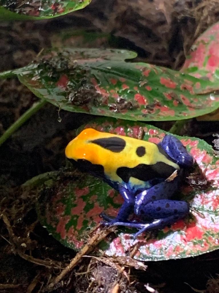 Gifkikkers Dendrobates Tinctorius Robertus 0.0.5 nakweek, Dieren en Toebehoren, Reptielen en Amfibieën, Amfibie, 0 tot 2 jaar