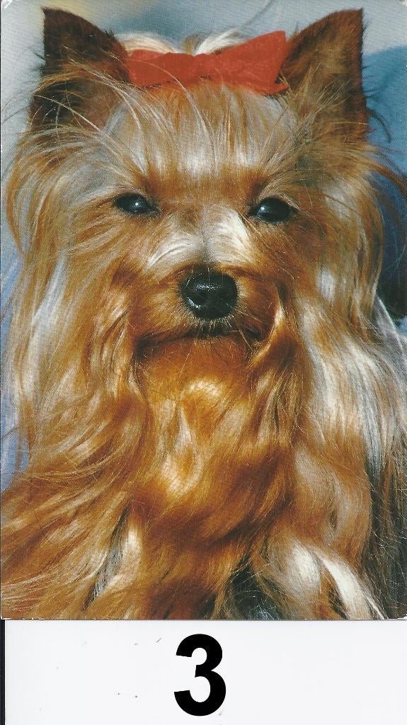 K532 ansichtkaart yorkshire terrier, Ophalen of Verzenden, 1980 tot heden, Ongelopen, Overige thema's