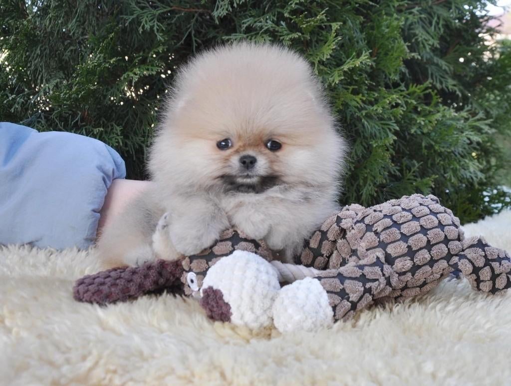 Pomeriaan pup teefje Cream Sable mini – te reserveren, Dieren en Toebehoren, Keeshond, 8 tot 15 weken, Buitenland, Teef