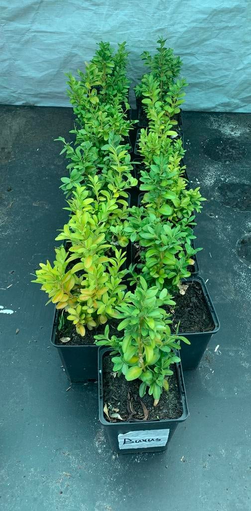 Te koop buxus, Ophalen, Buxus, Minder dan 100 cm
