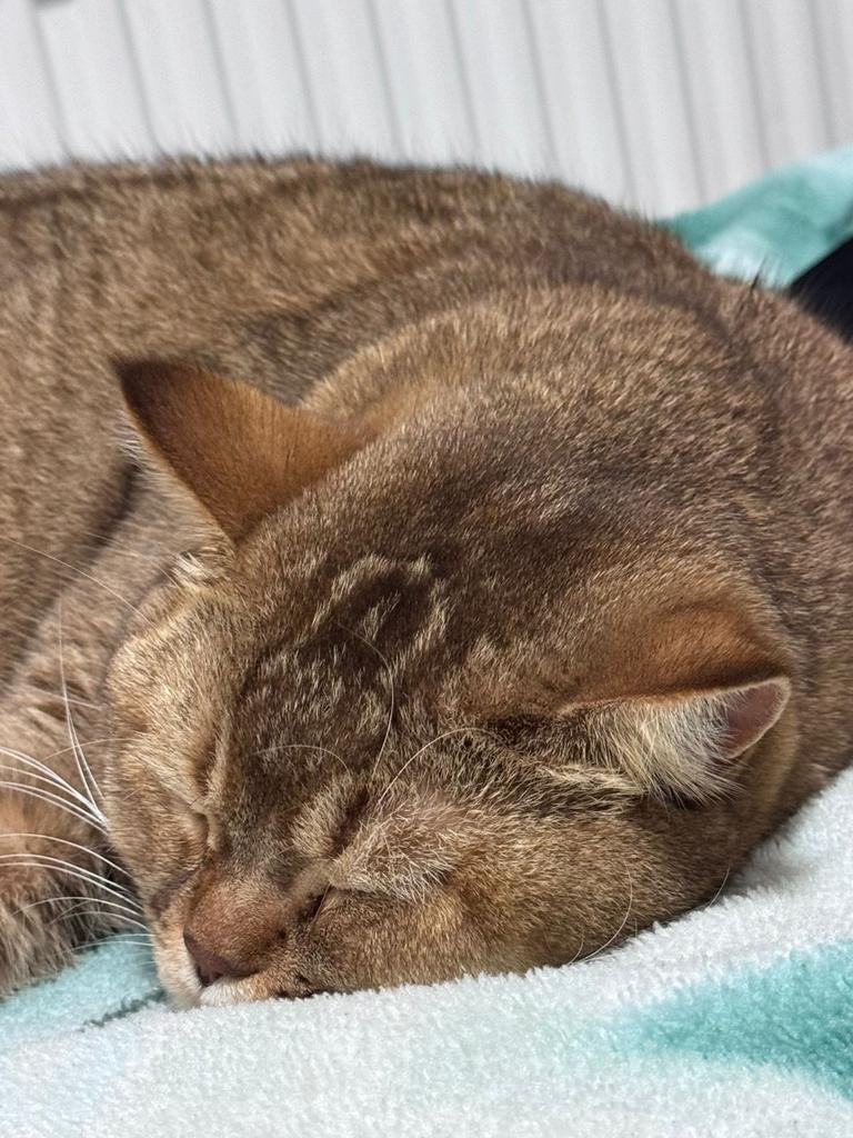 gezonde en goed verzorgde kater/KATER ,/ Kat, Kater, Met stamboom, 0 tot 2 jaar