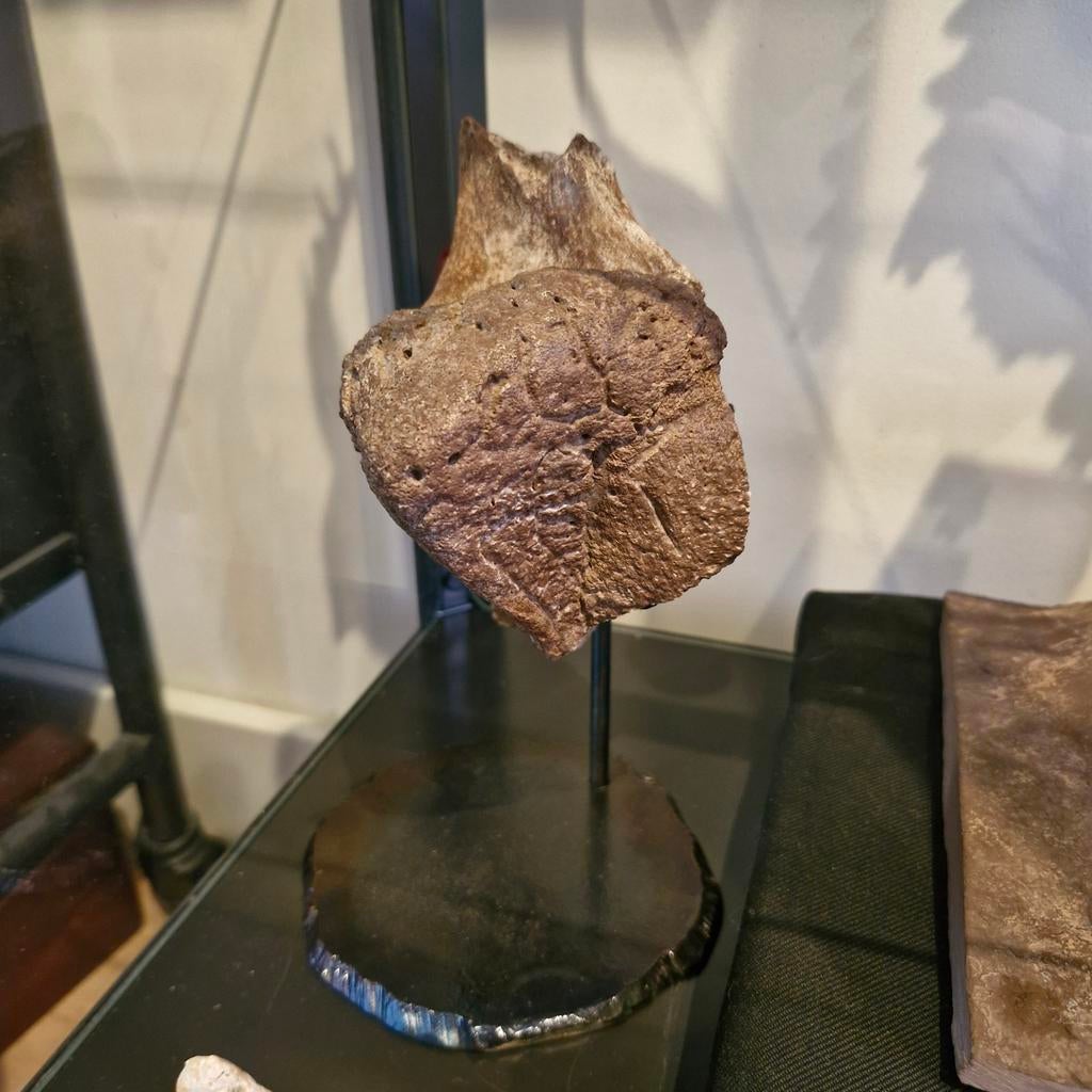 Triceratops jugal (hoorn) uit Hell Creek, Ophalen of Verzenden, Fossiel