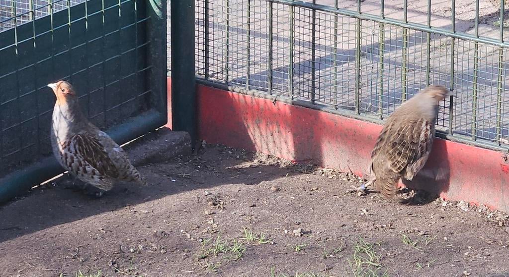 Broed eieren, April, Geslacht onbekend