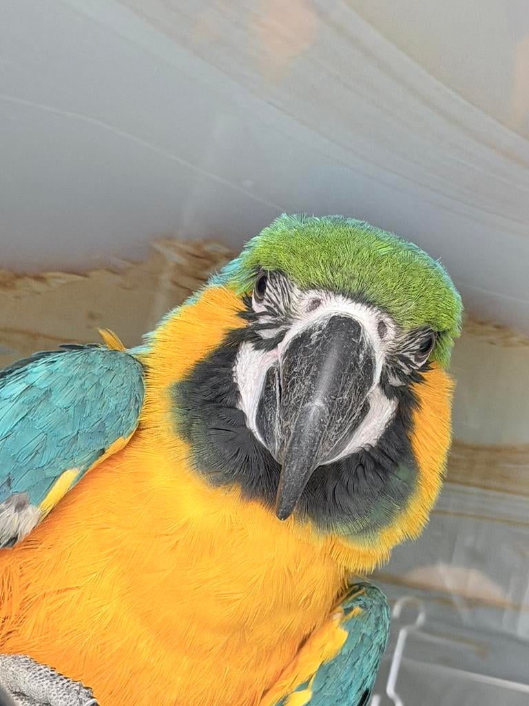 Ara pop, Vrouwelijk, Papegaai