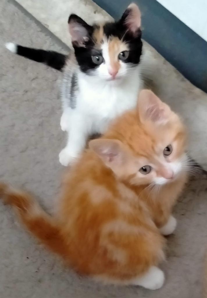 Schattige kittens – sociaal en speels