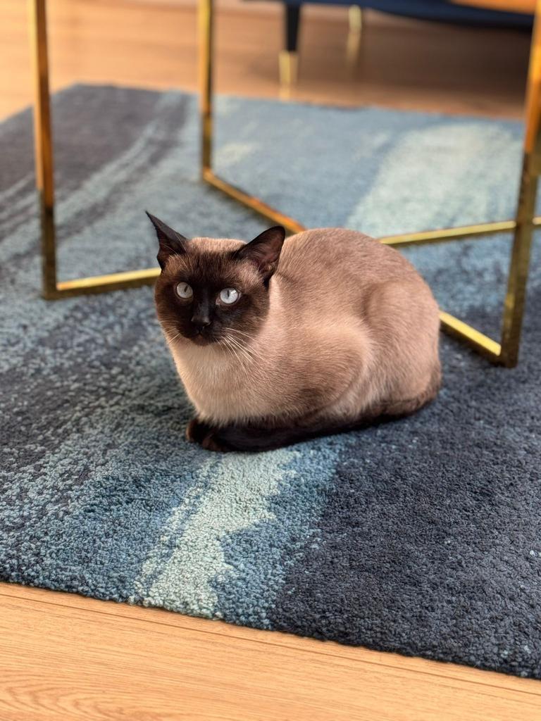 Siamees Dekkater (ervaren) Niet te koop!, 0 tot 2 jaar