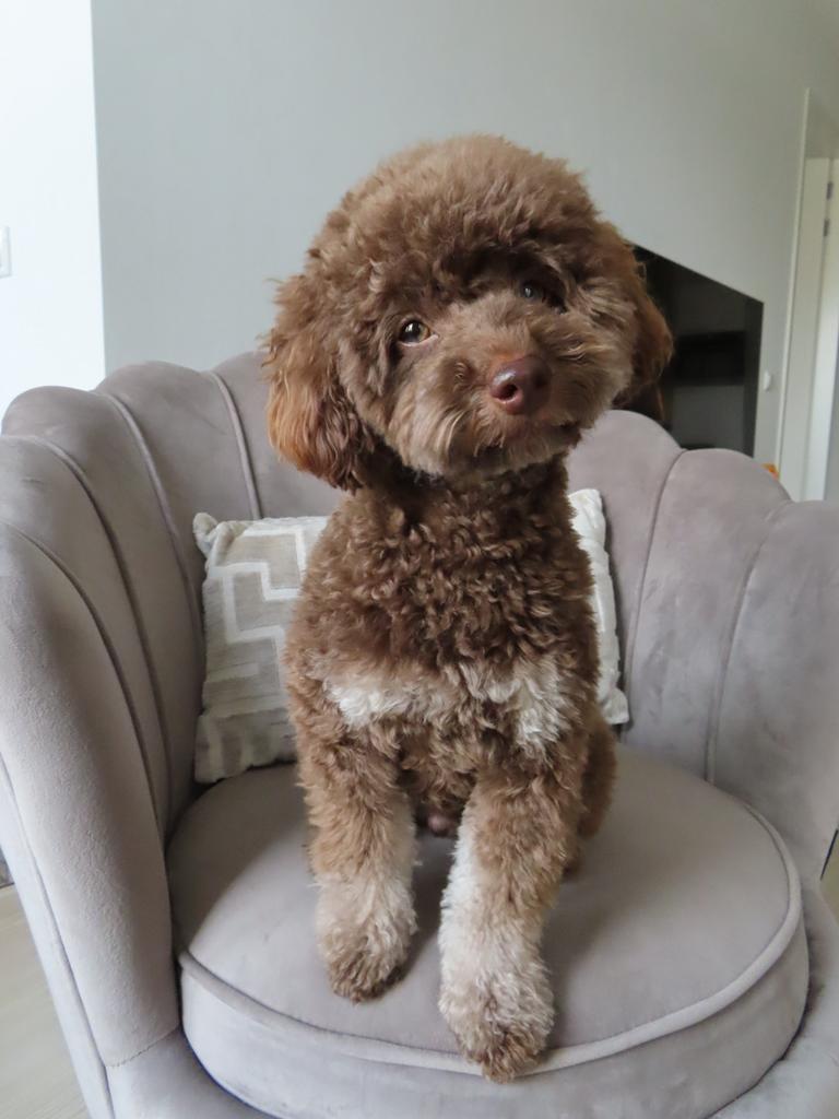 Dekreu Choco tan Toypoedel (dwerg)  GETEST  1 nestje gehad, Dieren en Toebehoren, Reu, 1 tot 2 jaar, Parvo, Eén hond