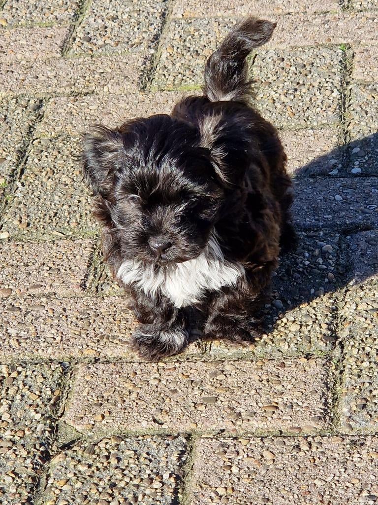 Super mooie boomer pups, Parvo, 8 tot 15 weken, Meerdere, Meerdere dieren