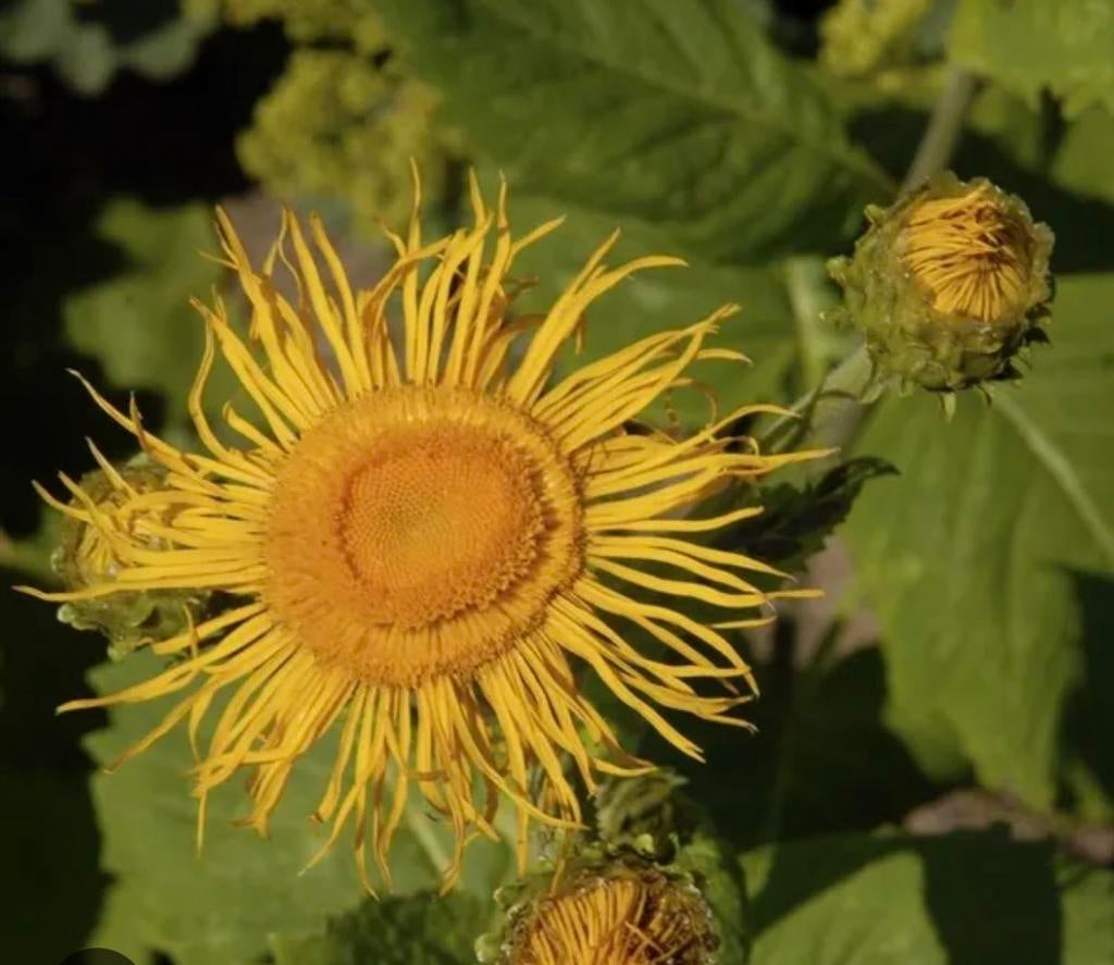 Koeieoog stekjes, Volle zon, Vaste plant, Zomer, Ophalen