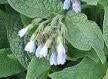 Smeerwortel 🌟. BLAUWE..🌿...per stuk, Tuin en Terras, Planten | Tuinplanten, Ophalen