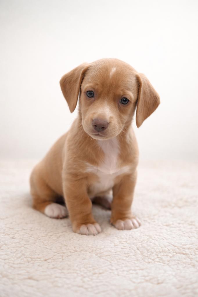 Dwergteckel pups: Cream Blond Korthaar, Nederland, 8 tot 15 weken, Dwerg, Langhaar