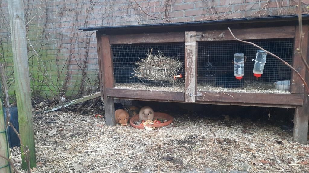 Cavia Zeugje(s) gezocht voor buurttuin, Dieren en Toebehoren, Knaagdieren en Konijnen | Hokken en Kooien, 110 cm of meer, Hok
