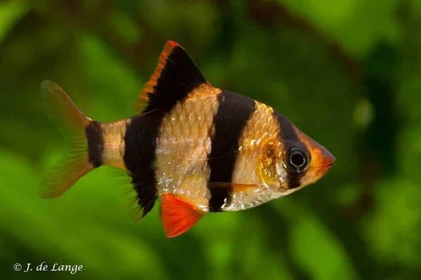 Desmopuntius Tetrazona - Sumatraan, Vis, Zoetwatervis, Schoolvis