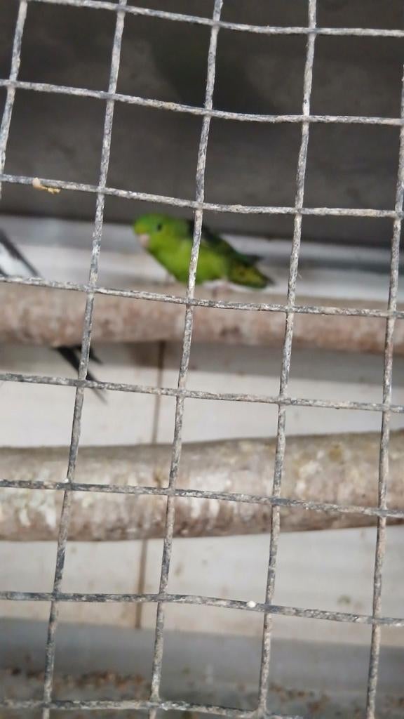 Catharina parkiet, Mannelijk, Parkiet