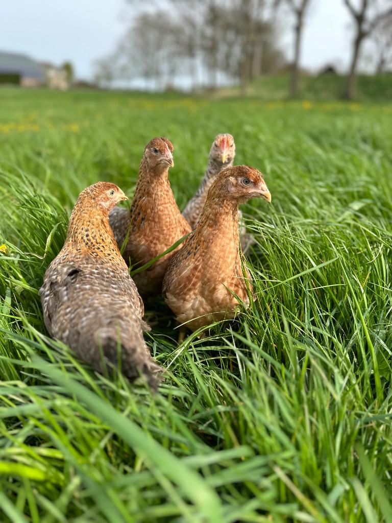 Jonge tamme Bielefelder kippen gesekst & ingeënt, Vrouwelijk, Kip
