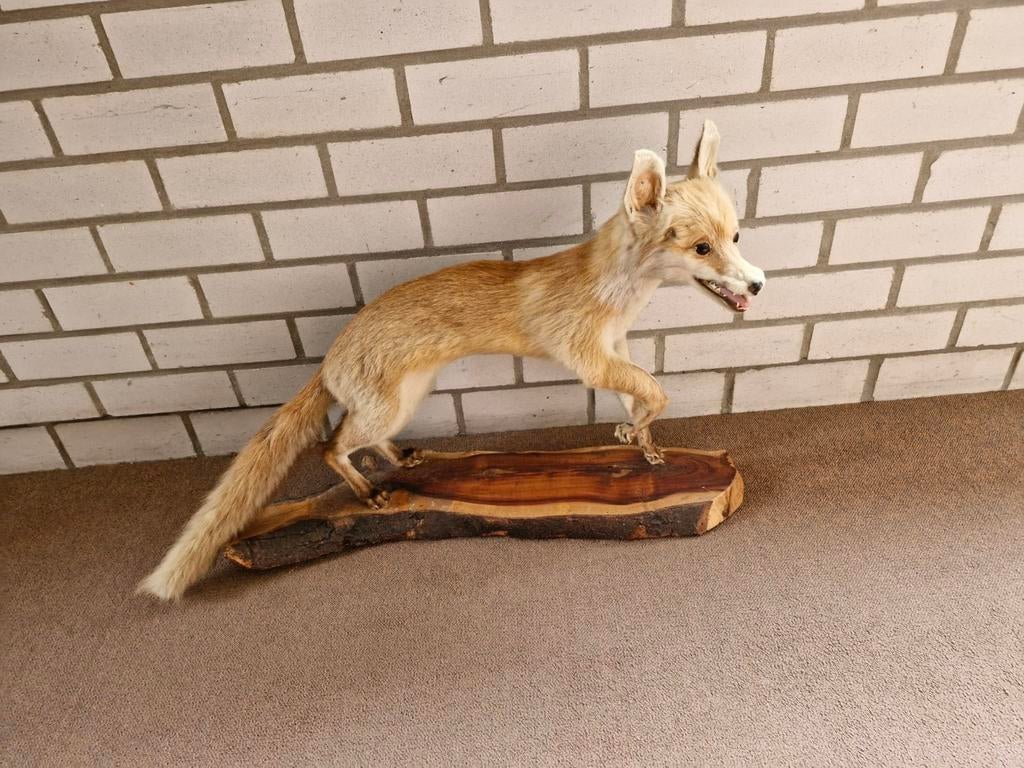 Jonge vos op sokkel, Ophalen