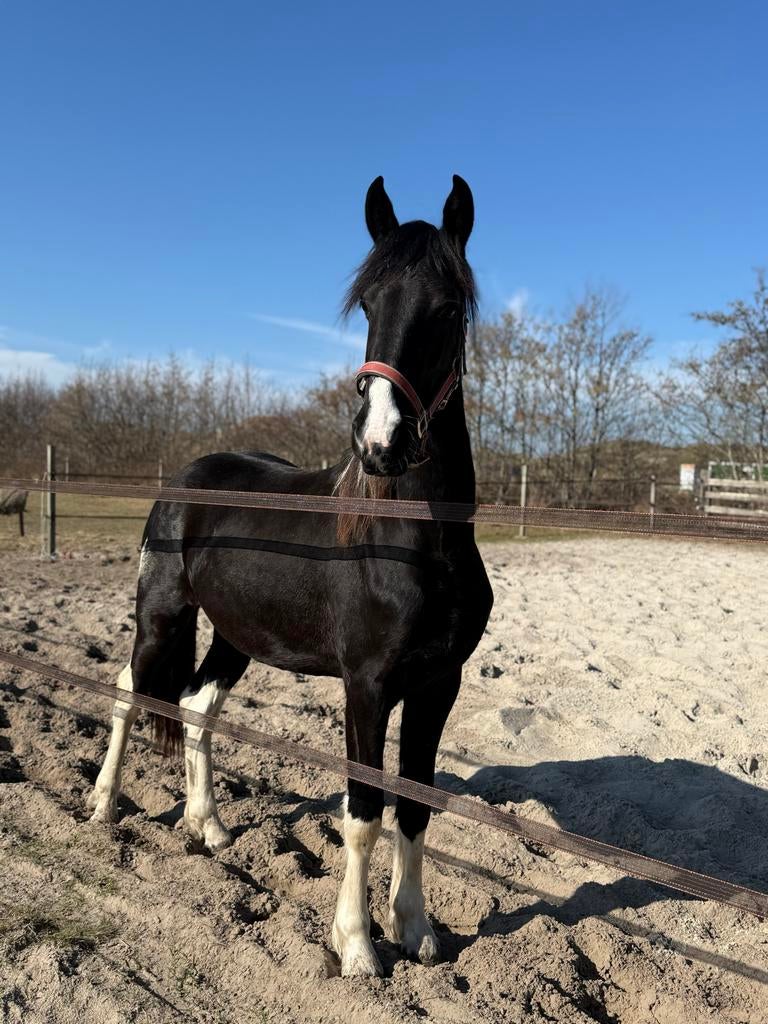 Aparte Barock Pinto merrie, Merrie, Met stamboom, Dressuurpaard, 0 tot 2 jaar