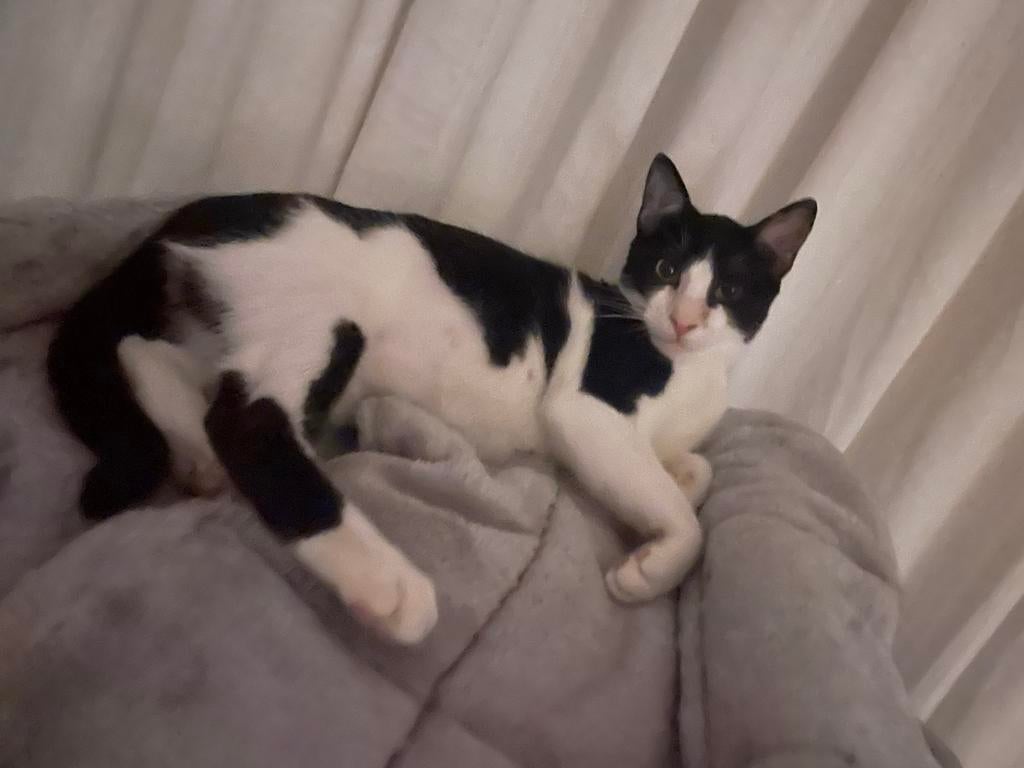 Milo net 6 mnd oud bij gastgezin in Amsterdam, Kater