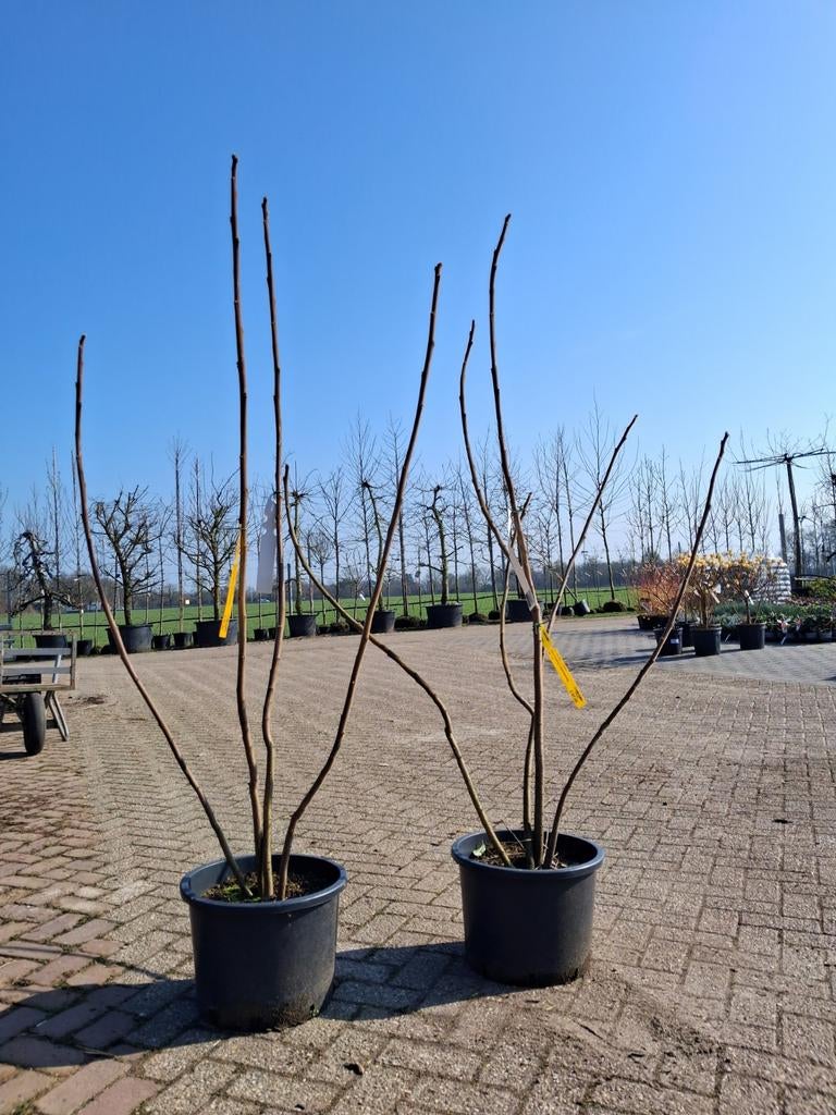 Rhus typhina (Fluweelboom) in pot, meerstammig!, Tuin en Terras, Planten | Bomen, Ophalen of Verzenden, In pot, Halfschaduw