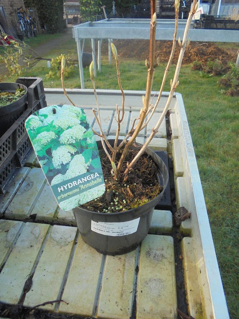 hortensia annabelle, Tuin en Terras, Overige soorten, Vaste plant, Ophalen of Verzenden, Halfschaduw