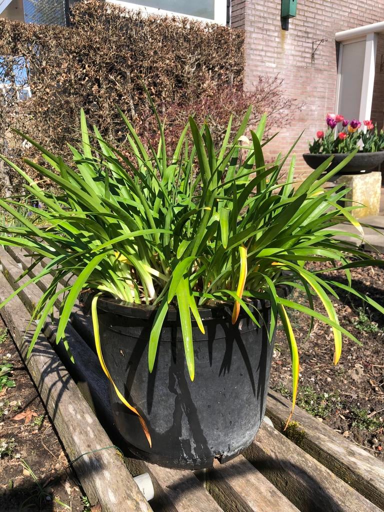 Agapanthus, Tuin en Terras, Ophalen, Overige soorten, Volle zon