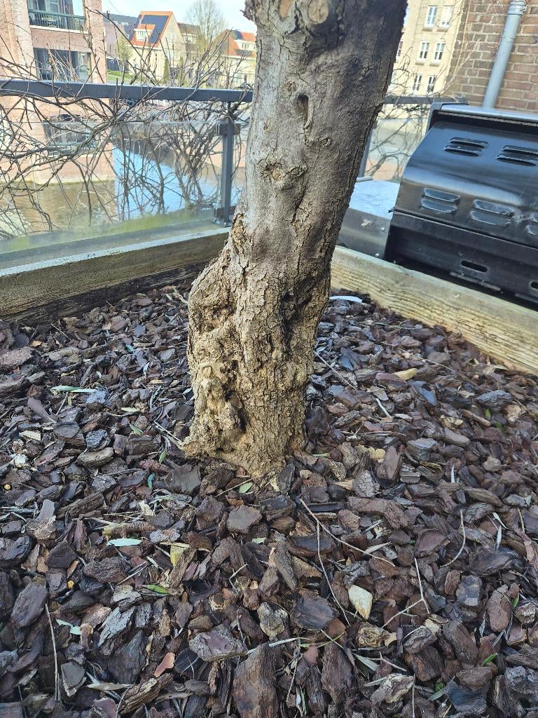 "Gratis"  2 grote olijfbomen, Ophalen, Gebruikt