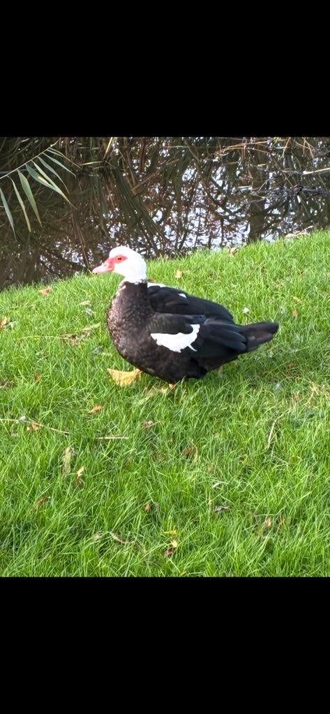 Muskes eend / kaapse eend woerd gezocht, Dieren en Toebehoren, Mannelijk, Eend