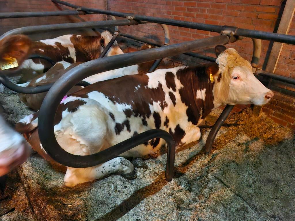 Ligboxen, Ophalen of Verzenden