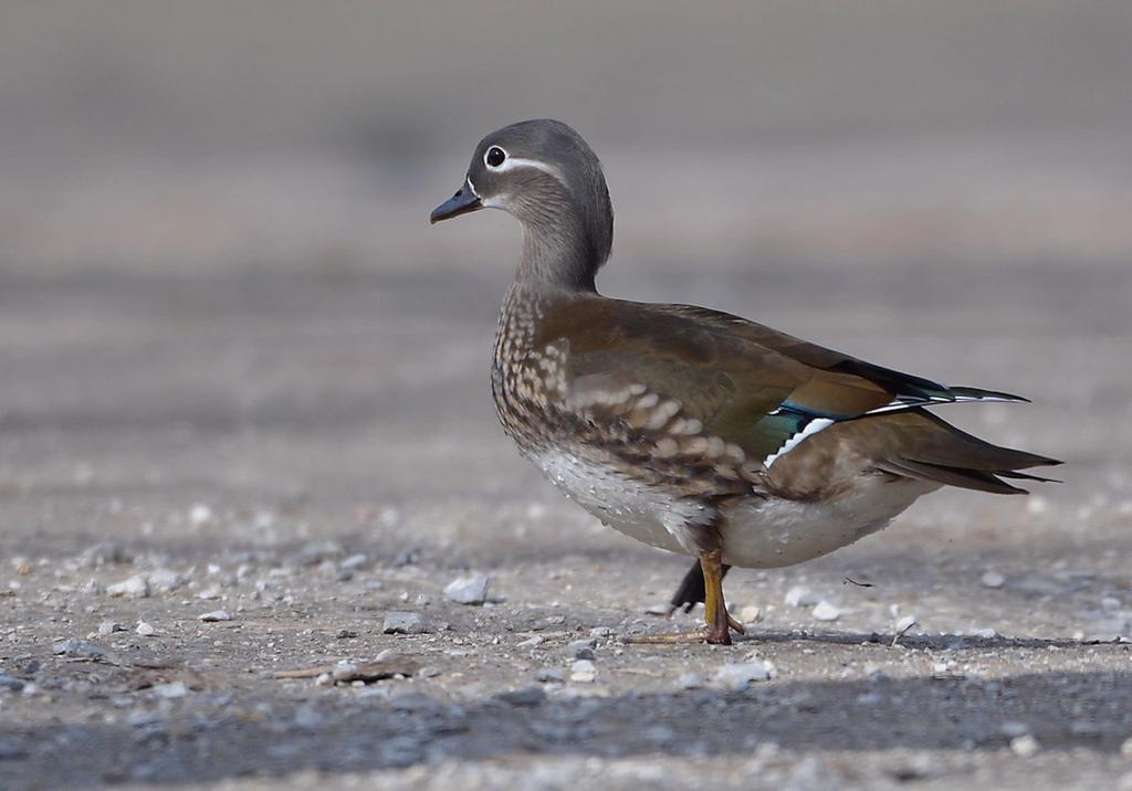 Mandarijn eend kuikens of eieren gezocht., Dieren en Toebehoren, Mannelijk, Eend