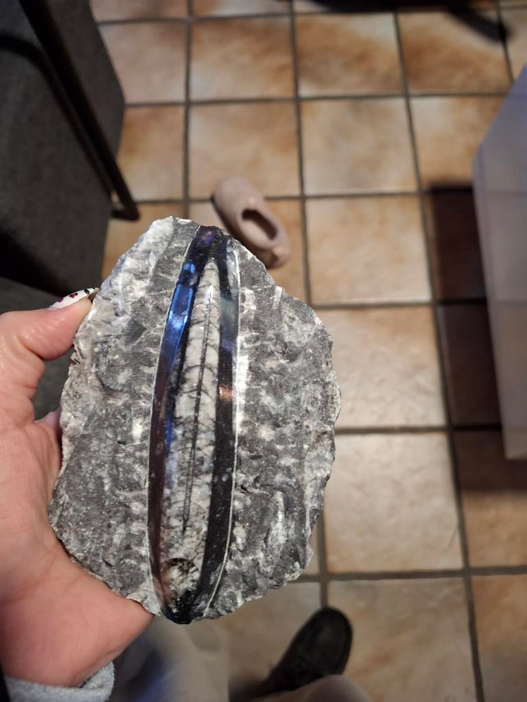 Fossiel in steen, Ophalen, Fossiel