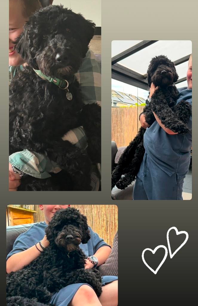 Labradoodle Dekreu 🐾, Reu, 1 tot 2 jaar, Parvo, Eén hond