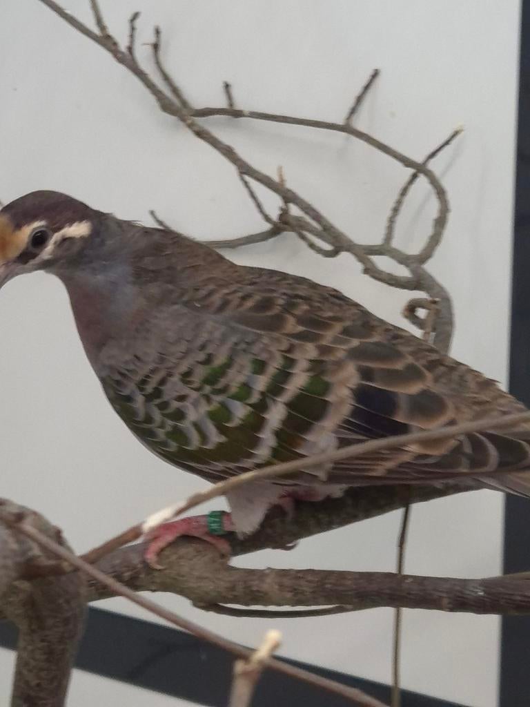 1-0 Bronsvleugel duif, Dieren en Toebehoren, Vogels | Duiven, Mannelijk, Overige soorten