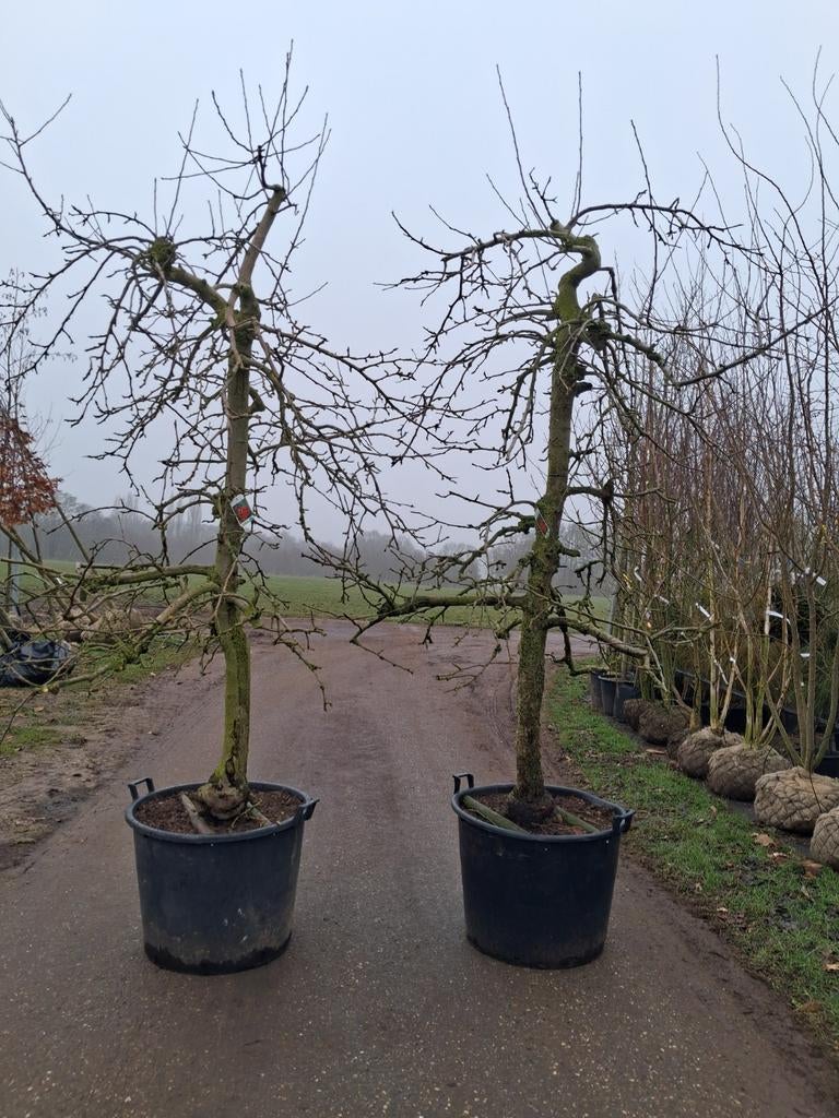 Oude laagstam karakteristieke jonagold fruitbomen appel, Tuin en Terras, Planten | Fruitbomen, Appelboom, 250 tot 400 cm, Halfschaduw