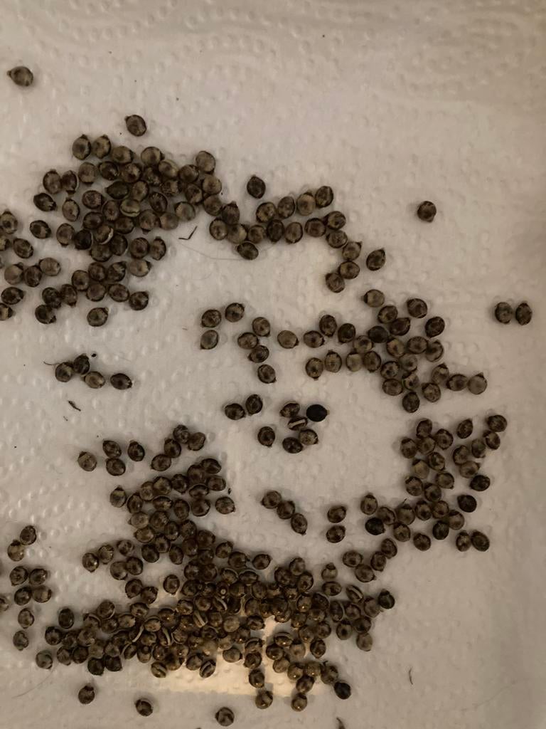 10 Eitjes Australische Flappentak Extatosoma tiaratum PSG 9, Dieren en Toebehoren, Wandelende tak