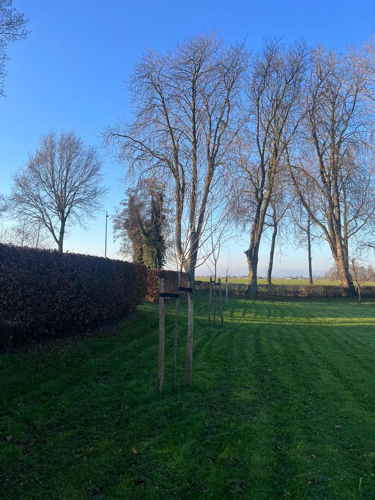 Boompalen schuttingpalen takkenril palen houten boomgaard, Ophalen of Verzenden, Nieuw, Palen