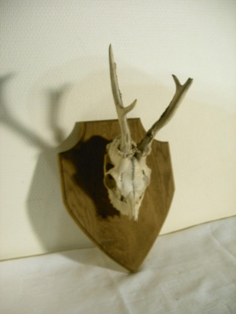 Schedel van hert met gewei, Verzamelen, Dierenverzamelingen, Gebruikt, Schedel, Hert, Ophalen of Verzenden