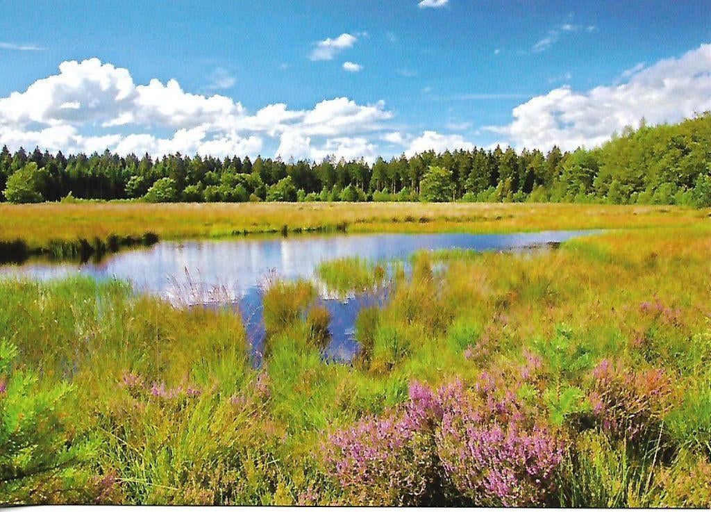 Grolloo- -Blanke Veen., Verzamelen, Ansichtkaarten | Nederland, Verzenden, 1980 tot heden, Ongelopen, Drenthe
