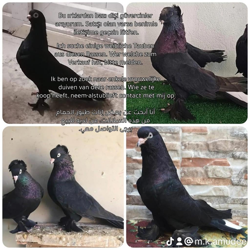 Op zoek naar vrouwelijke Takla Duiven, Dieren en Toebehoren, Vogels | Duiven, Vrouwelijk, Postduif