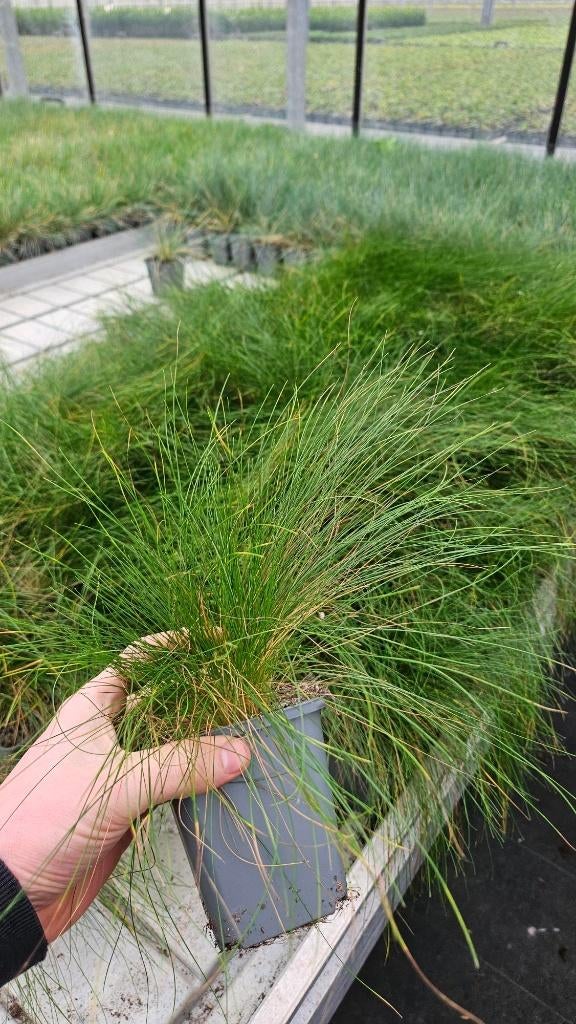 Siergras Festuca Berni Green - groen siergrassen Restpartij, Tuin en Terras, Planten | Tuinplanten, Ophalen of Verzenden, Vaste plant