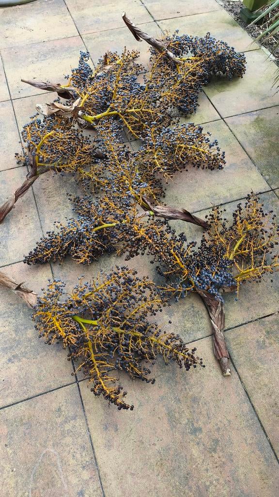 Trachycarpus zaden, Ophalen, Volle zon