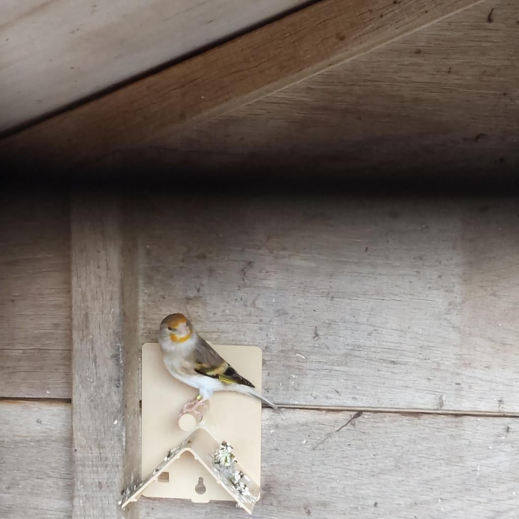 Putterbastaard, Vrouwelijk, Tropenvogel