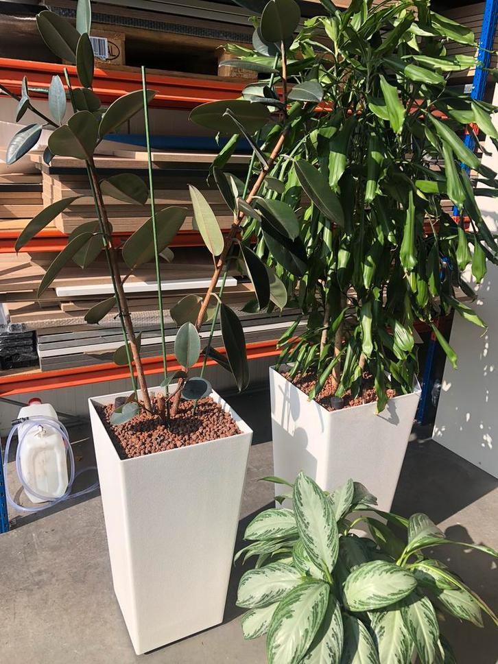 Mooie hydrocultuur planten/ kantoor planten, Ophalen of Verzenden, Overige soorten, In pot, 100 tot 150 cm