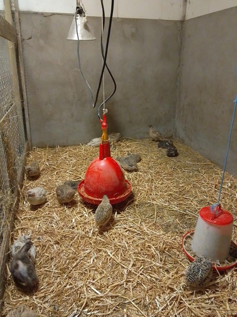 Eitjes japanse kwartels, Dieren en Toebehoren, Meerdere dieren, Overige soorten