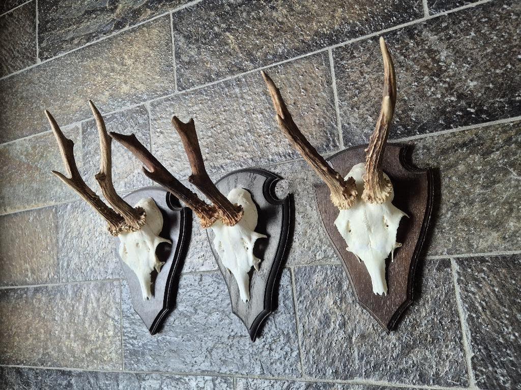 3 Prachtige Ree Geweien samen € 29 jacht hut mancave g47, Ophalen of Verzenden, Zo goed als nieuw, Hert, Gewei of Kop