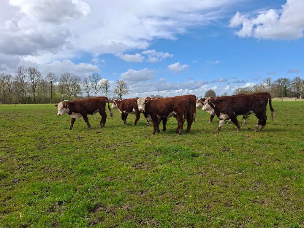 Hereford stiertjes, Dieren en Toebehoren, Runderen, Meerdere dieren, 0 tot 2 jaar
