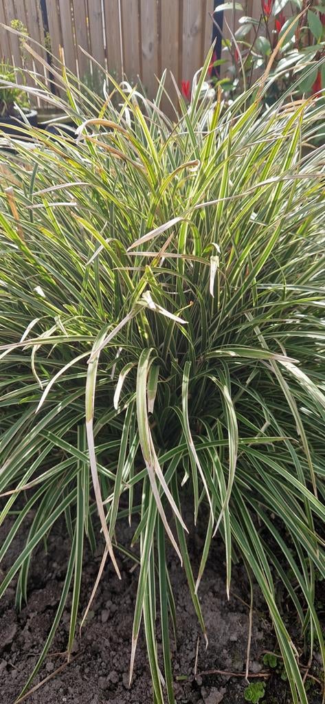 Japanse zegge, Ophalen, Siergrassen, Halfschaduw