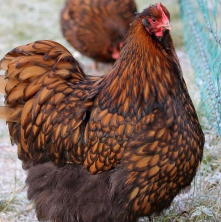 Broedeieren Orpington Goud Zwartgezoomd, Dieren en Toebehoren, Pluimvee, Geslacht onbekend, Kip